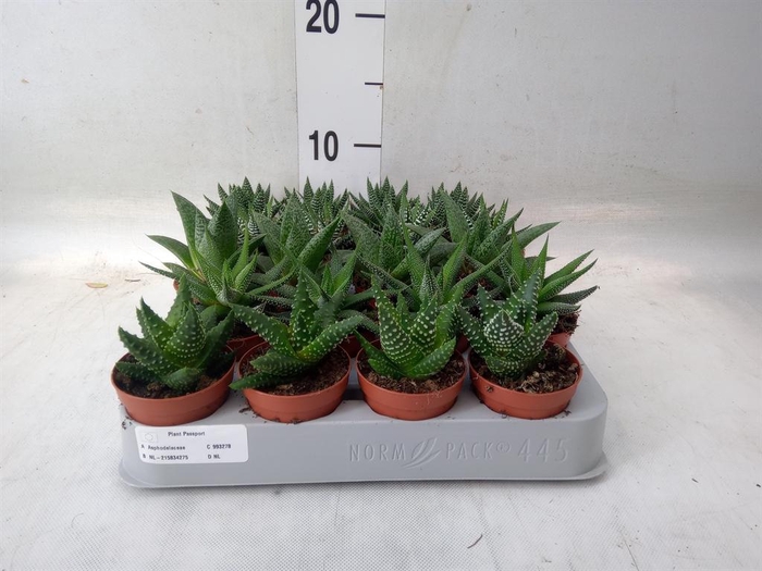 <h4>Aloe   ...mix</h4>