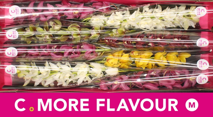 <h4>CYMB MI GEM</h4>