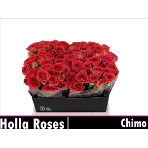Rosa spray chimo