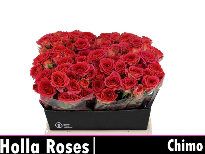 <h4>Rosa spray chimo</h4>