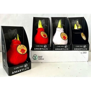 BLOEMBOL HIPPEASTRUM