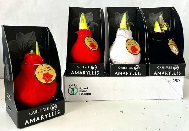 <h4>BLOEMBOL HIPPEASTRUM</h4>