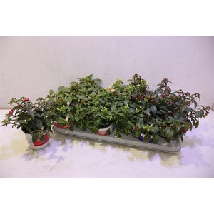 arr8 Fuchsia B F Gem