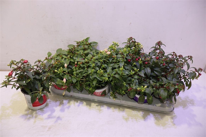 <h4>arr8 Fuchsia B F Gem</h4>