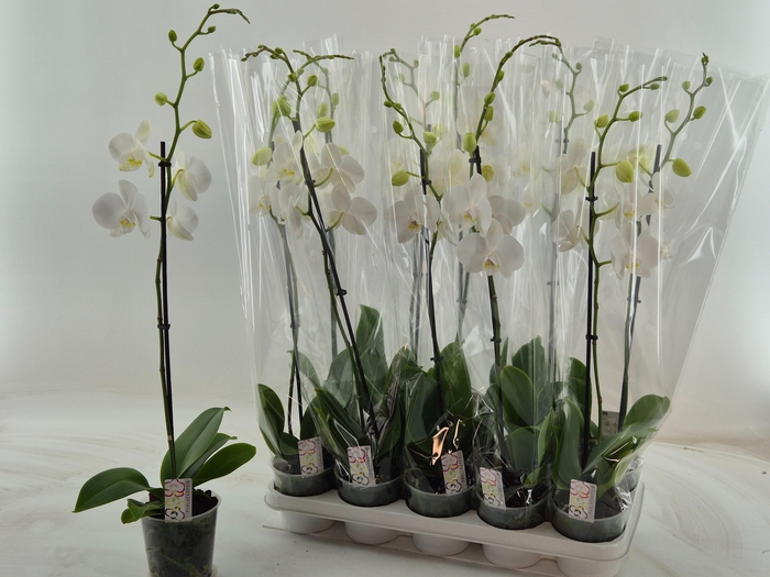 <h4>PHAL OV WIT</h4>