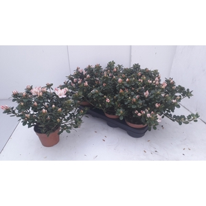 RHODO SI SACHSENSTER