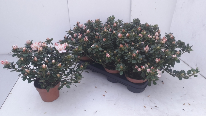 <h4>RHODO SI SACHSENSTER</h4>