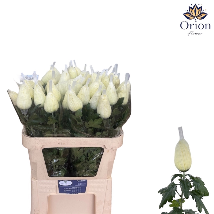 <h4>CHR G VIENNA WHITE</h4>