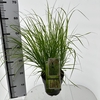 Pennisetum alopecuroides