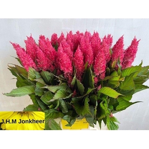 CEL P ROYAL PINK