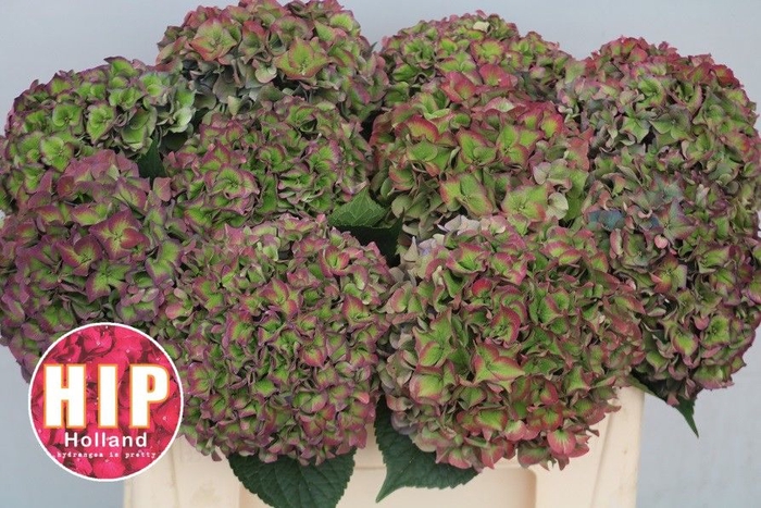 <h4>HYDR M CH RODEO CL</h4>