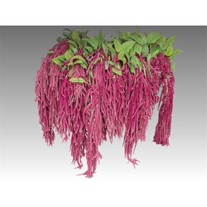 Amar Ca Red Cord