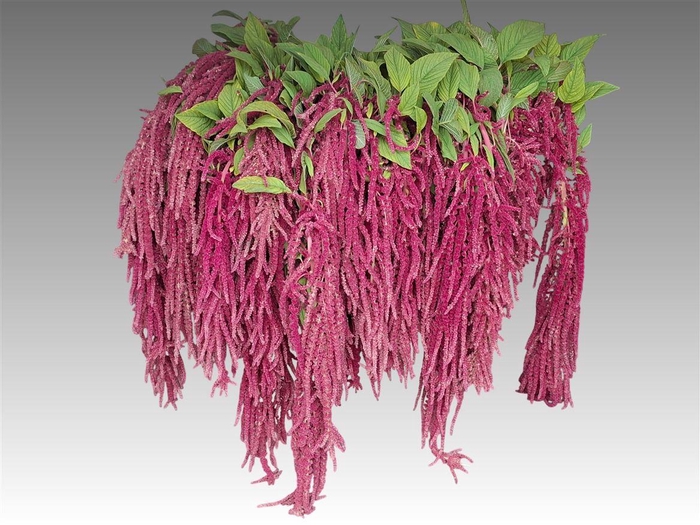 <h4>Amar Ca Red Cord</h4>