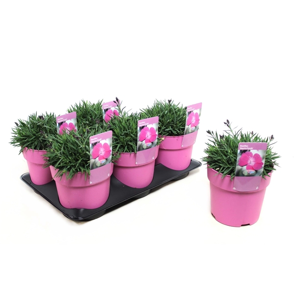 <h4>Dianthus Dinetta Purple</h4>