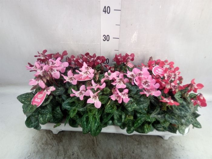 <h4>Cyclamen KL 'Djix'</h4>