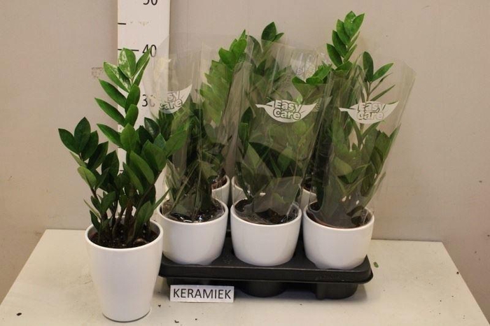 <h4>ZAMIO ZAMIIFOLIA</h4>