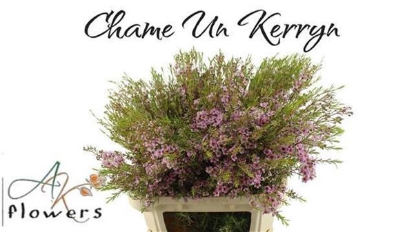 <h4>CHAME UN KERRYN</h4>