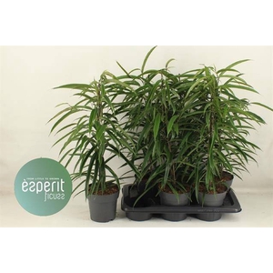 Ficus Binnendijkii Alii 17Ø 70cm 3pp