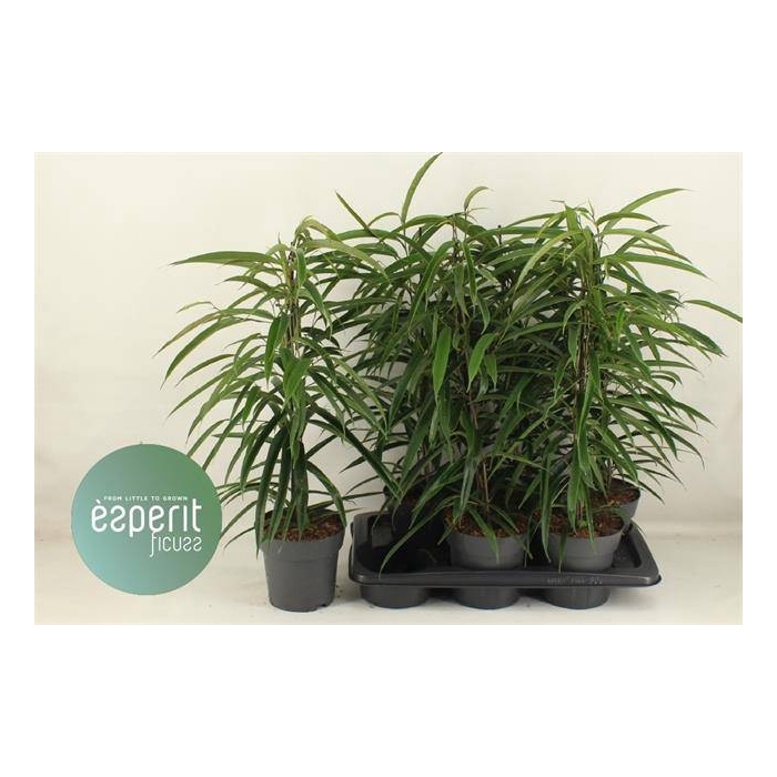 <h4>Ficus Binnendijkii Alii 17Ø 70cm 3pp</h4>