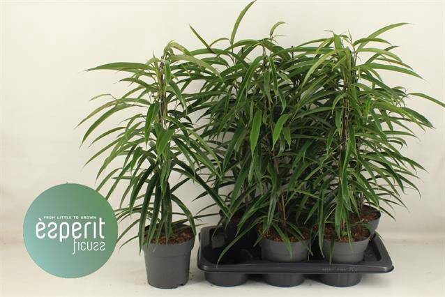 Ficus Binnendijkii Alii 17Ø 70cm 3pp