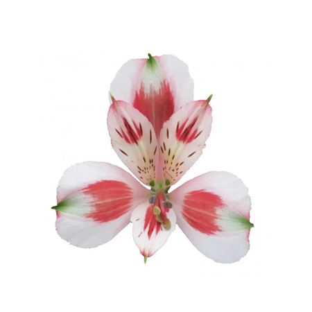 <h4>Alstr Pierrot ( Bi Color )</h4>