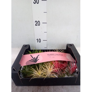 Tillandsia ionantha