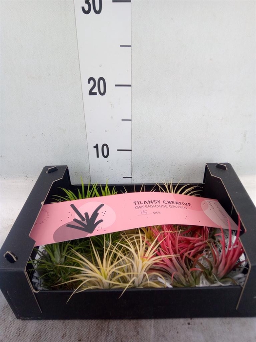 <h4>Tillandsia ionantha</h4>