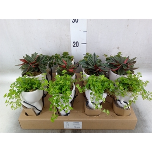 Arr.   Kamerplant Groen L%