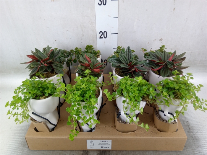 <h4>Arr.   Kamerplant Groen L%</h4>