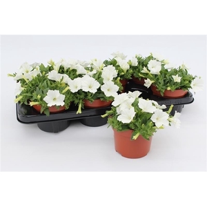Petunia Surfinia White