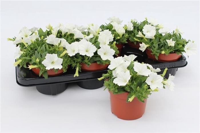 <h4>Petunia Surfinia White</h4>