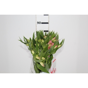 ALSTROEMERIA DUBAI 080 CM