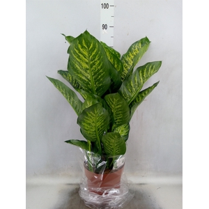 Dieffenbachia seg. 'Maroba'