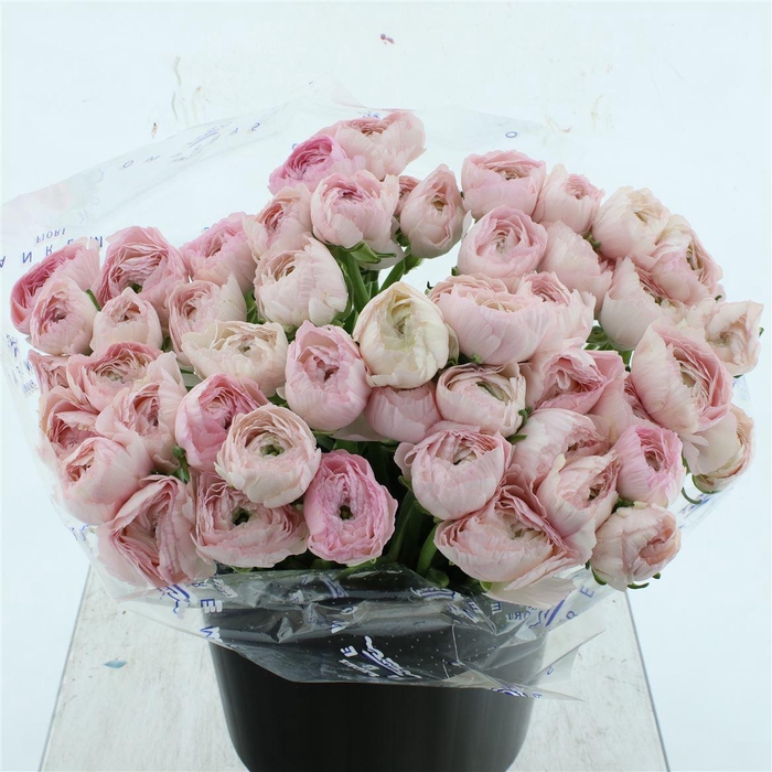 <h4>Ran Su Sr Favola Super</h4>