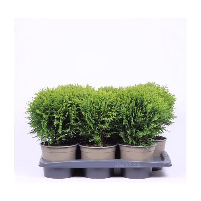 <h4>Thuja occidentalis 'Danica'</h4>