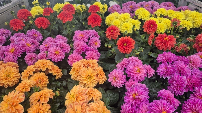 <h4>DAHLIA ROYAL GEM</h4>