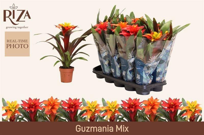 <h4>GUZM GEM 3 SRT</h4>