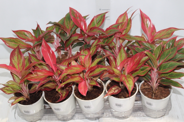 <h4>AGLAONEMA VARIADA P12</h4>