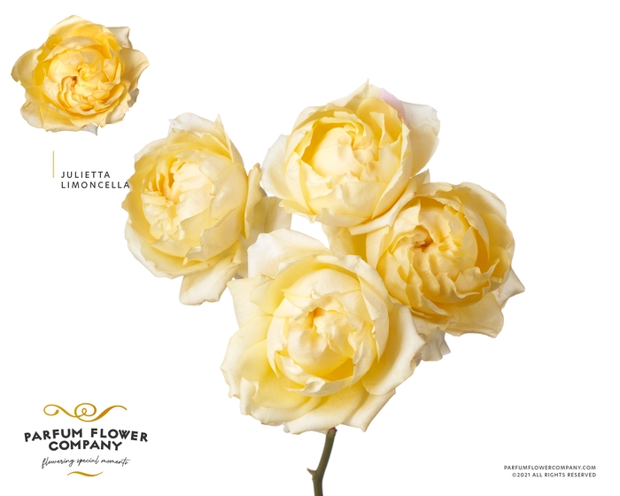 <h4>Rosa Spray Garden Julietta Limoncello</h4>