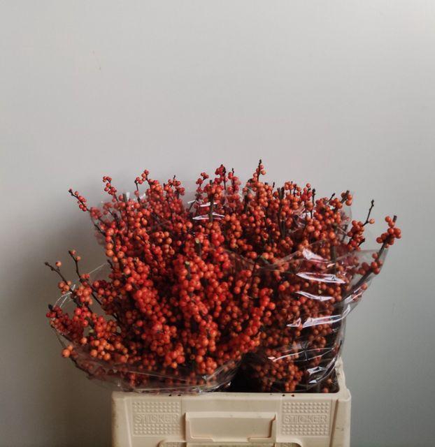 <h4>ILEX VE WINTER GOLD</h4>