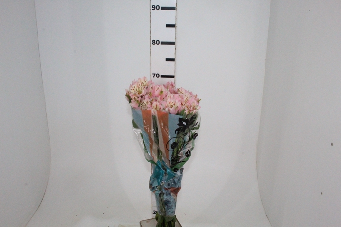 <h4>ALSTROEMERIA FANKE 070 CM</h4>