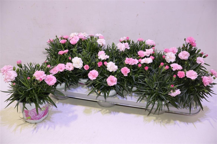 <h4>Dian I Love U</h4>