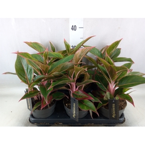 Aglaonema  'Jungle Red'