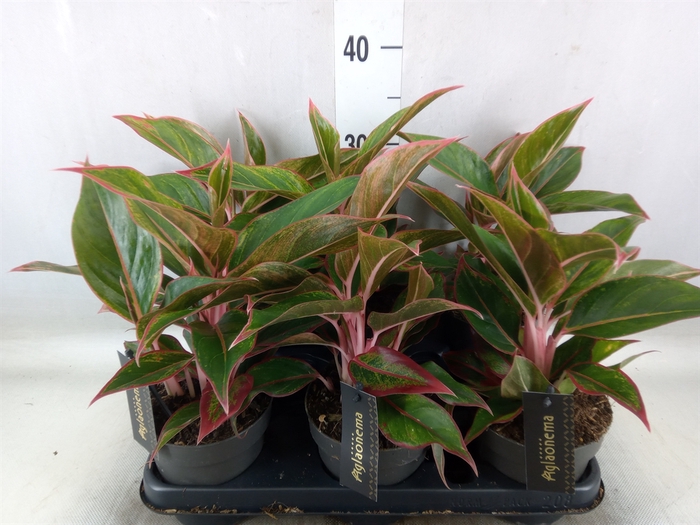 <h4>Aglaonema  'Jungle Red'</h4>