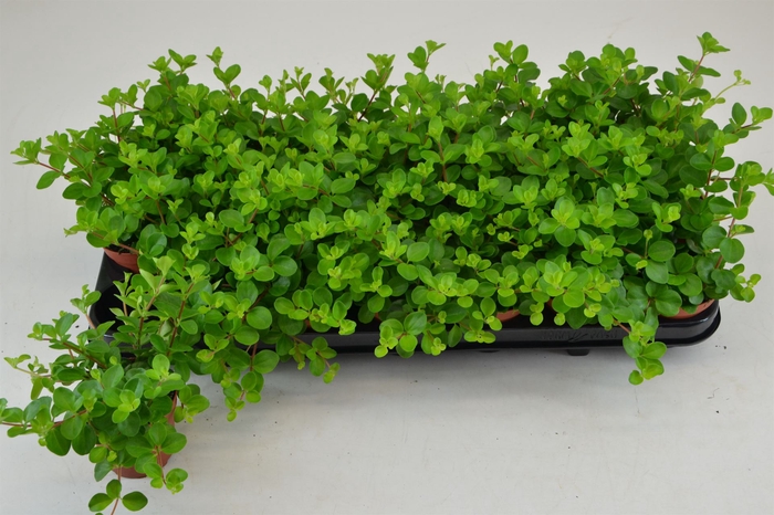 <h4>Peperomia rotundifolia</h4>