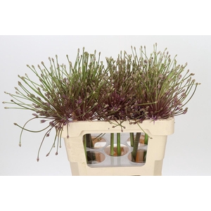 Allium Schubertii