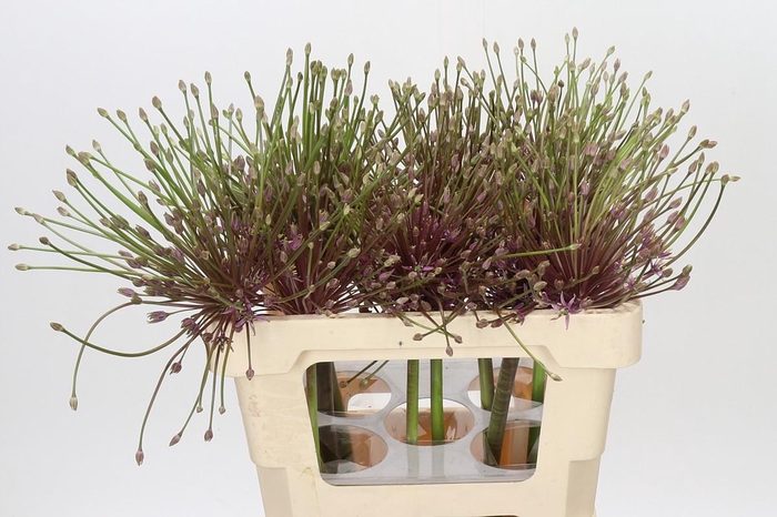 <h4>Allium Schubertii</h4>