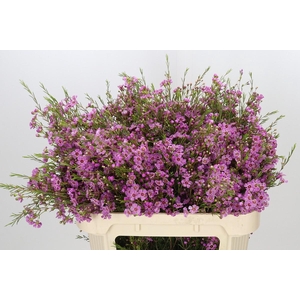 Chamelaucium Niek's Pride