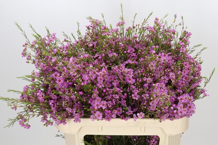 <h4>Chamelaucium Niek's Pride</h4>