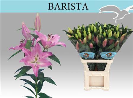 <h4>Li Or Barista 5+</h4>